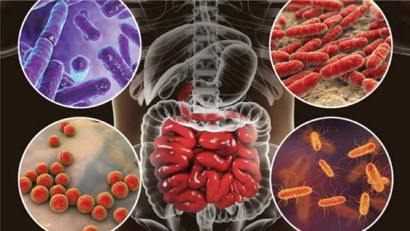 MICROBIOTA INTESTINAL: EVIDENCIAS EN EL 
